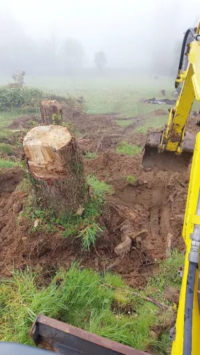 Déssouchage de gros souches plus évacuation à Dax, Dax, BJA Terrassement